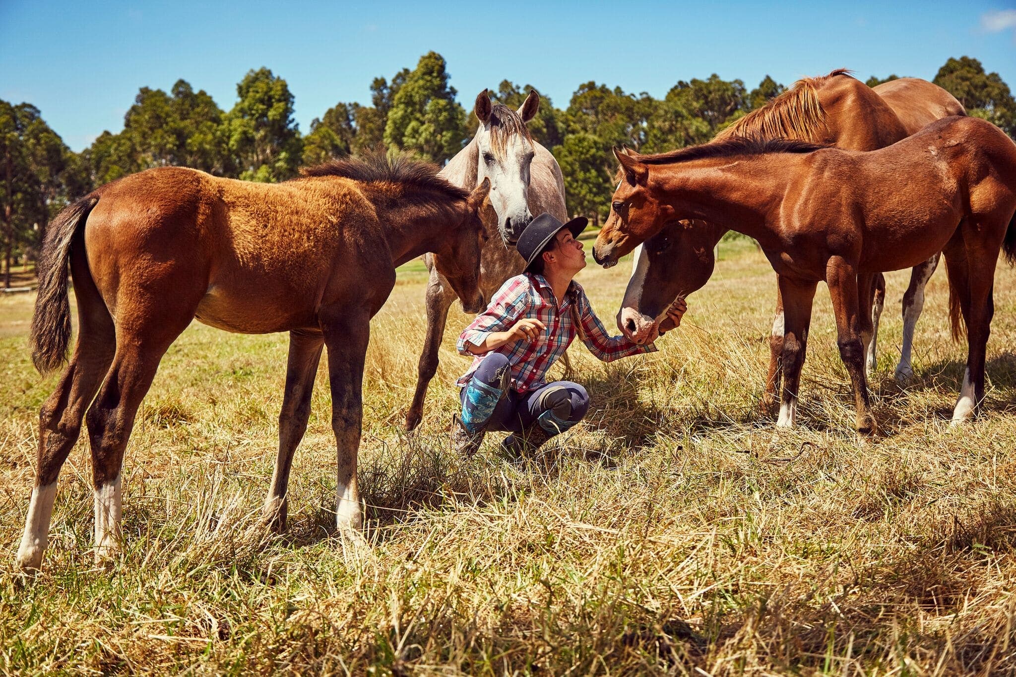 Tubbarubba Arabians property - paddocks and bushland on the Mornington Peninsula