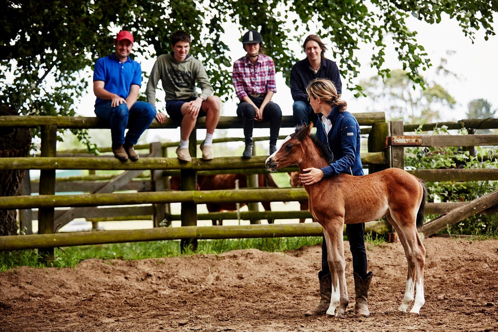 Tubbarubba Arabians - paddock, Mornington Peninsula