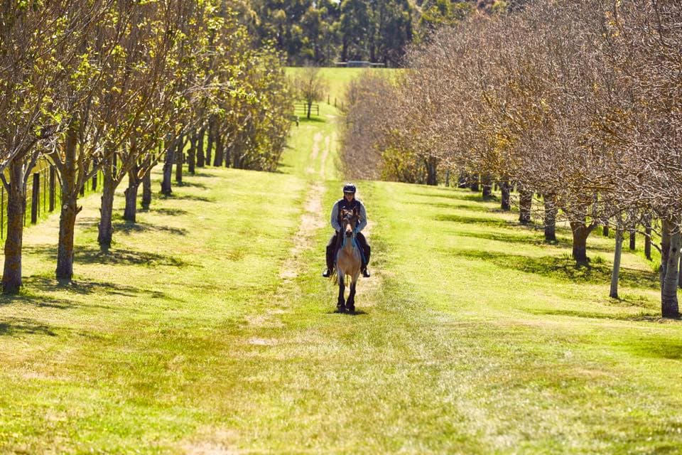 Tubbarubba Arabians - property, Mornington Peninsula